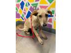 Adopt WIZARD a Labrador Retriever, German Shepherd Dog