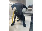 Adopt WILLET a Labrador Retriever, German Shepherd Dog