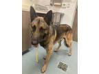 Adopt WESLEY a German Shepherd Dog