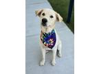 Adopt BAYARD a Labrador Retriever, Mixed Breed
