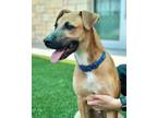 Adopt ELIJAH a Pit Bull Terrier, Mixed Breed