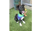Adopt STARSKY a Labrador Retriever, Mixed Breed