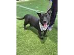Adopt SHILOH a Labrador Retriever, Basset Hound