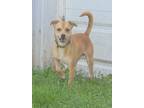 Adopt Asher a Pug, Beagle