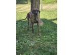 Adopt Apollo a Great Dane
