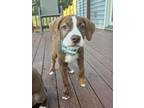 Adopt Fajita a Catahoula Leopard Dog, Beagle