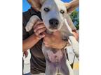 Adopt STYLES a Siberian Husky, Mixed Breed