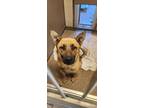 Adopt WARREN a German Shepherd Dog, Mixed Breed