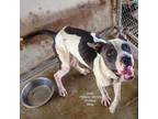 Adopt Kody a Pit Bull Terrier
