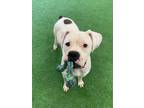 Adopt McLovin a Boxer