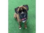 Adopt Chip a Boxer