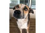 Adopt Sam a Australian Cattle Dog / Blue Heeler