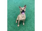 Adopt Bradley a Pit Bull Terrier, Australian Cattle Dog / Blue Heeler