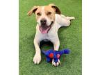 Adopt Ranger a Pit Bull Terrier, Australian Cattle Dog / Blue Heeler