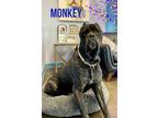 Adopt Monkey a Cane Corso