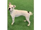 Adopt Kye a Boxer