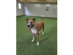 Adopt Rusty a Australian Cattle Dog / Blue Heeler
