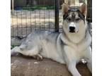 Adopt Ace a Siberian Husky