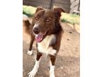 Adopt Max a Border Collie