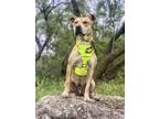 Adopt Buddy a Pit Bull Terrier, Australian Cattle Dog / Blue Heeler