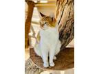Adopt Ziggy a Domestic Medium Hair