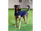 Adopt Ernesto a German Shepherd Dog