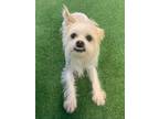 Adopt Dax a Shih Tzu