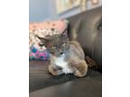 Adopt Charlie a Domestic Medium Hair