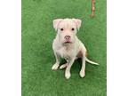 Adopt Falcor a American Staffordshire Terrier