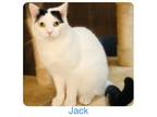 Adopt Jack a Domestic Short Hair
