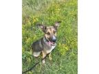 Adopt Kramer a German Shepherd Dog