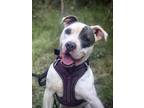 Adopt Grayson a Pit Bull Terrier