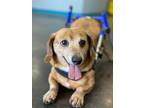 Adopt Dusty a Dachshund