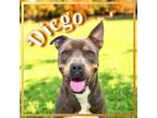Adopt Diego a Australian Cattle Dog / Blue Heeler, American Staffordshire