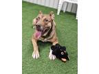 Adopt Wicket a American Staffordshire Terrier, German Shepherd Dog