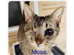 Adopt Mose a Domestic Short Hair
