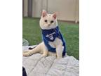 Adopt Ivar a Domestic Short Hair