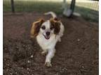 Adopt Indy a Dachshund