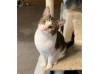 Adopt Zeus a Domestic Short Hair