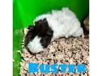Adopt Buster - Handsome Little Man! Loves a Good Snack! a Guinea Pig