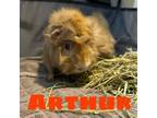 Adopt Arthur - Friendly and loves treats! Bonded with DW! a Guinea Pig