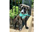 Adopt JJ a American Staffordshire Terrier, Pit Bull Terrier
