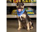 Adopt Monty a Pit Bull Terrier