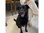 Adopt Max a Black Labrador Retriever, Mixed Breed