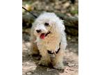 Adopt Palomo a Poodle