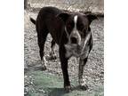Adopt Cocoa a Labrador Retriever, Mixed Breed