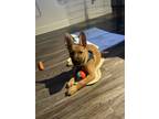 Adopt Thor a Tan/Yellow/Fawn - with White American Pit Bull Terrier / Mixed dog