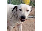 Adopt Spots a White - with Black Pit Bull Terrier / Dalmatian dog in Crosbyton