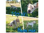 Adopt Mervin a Brown/Chocolate - with White Boxer / Labrador Retriever / Mixed