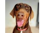 Adopt Toblerone a Doberman Pinscher
